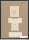 Brebissonia ? weissflogii Grun. (de-Toni-Nr.: Genus 24, Species 1243) Zeichnungen Sammlung Grunow Nr. 2383 (NHMW-BOT-W0369523)